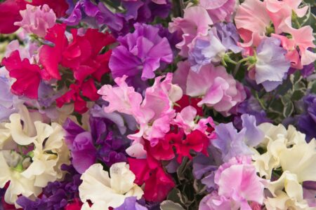 A close up view of coloured sweet pea flowers.